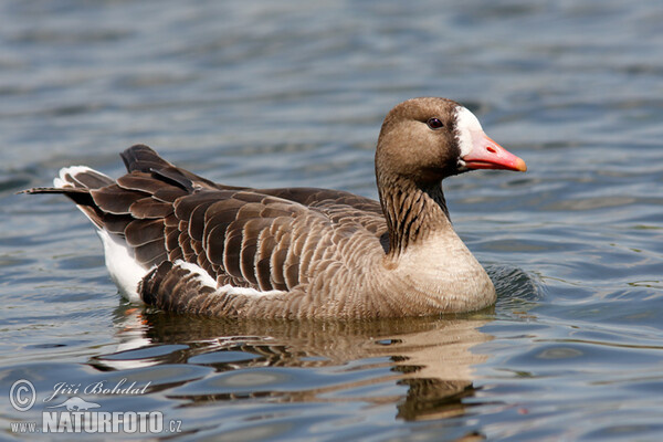 Blessgans (Anser albifrons)