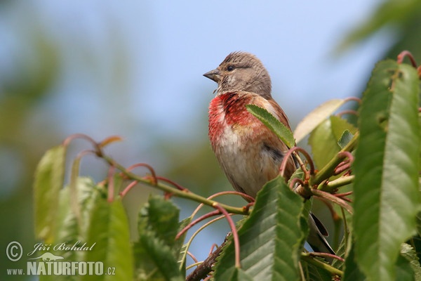 Bluthänfling, Hänfling (Carduelis cannabina)