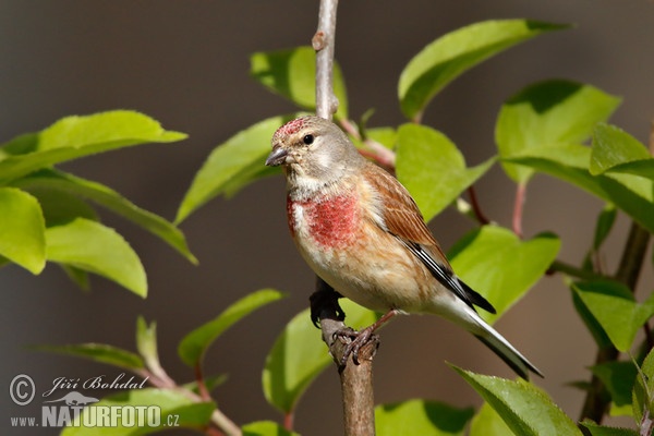 Bluthänfling, Hänfling (Carduelis cannabina)