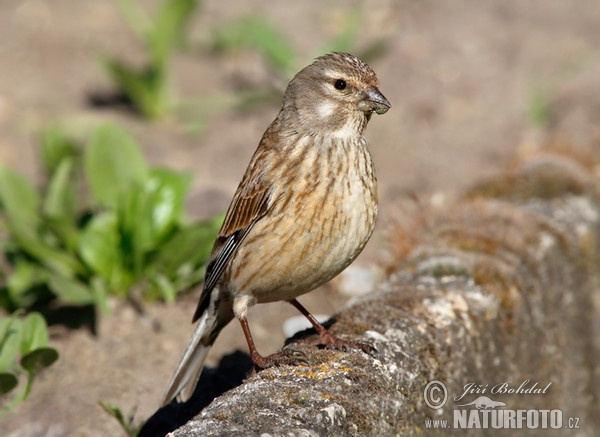 Bluthänfling, Hänfling (Carduelis cannabina)