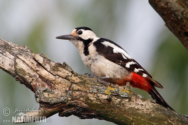 Blutspecht (Dendrocopos syriacus)