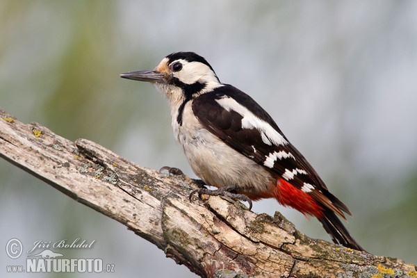 Blutspecht (Dendrocopos syriacus)