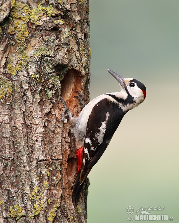 Blutspecht (Dendrocopos syriacus)