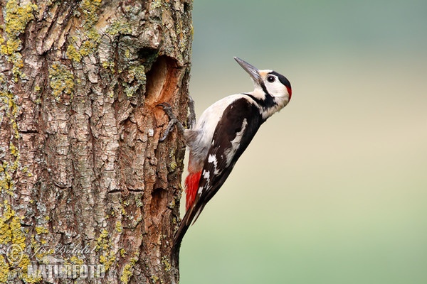 Blutspecht (Dendrocopos syriacus)