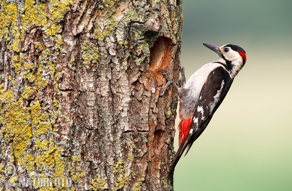 Blutspecht (Dendrocopos syriacus)