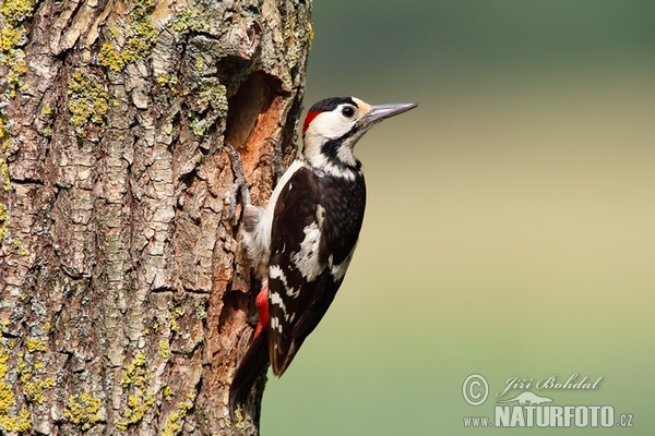 Blutspecht (Dendrocopos syriacus)