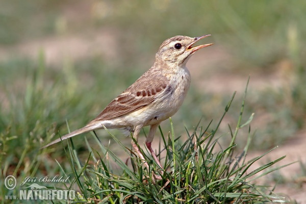 Brachpieper (Anthus campestris)