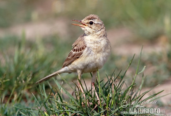 Brachpieper (Anthus campestris)