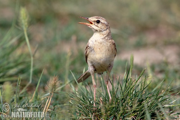 Brachpieper (Anthus campestris)