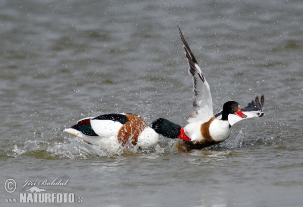 Brandgans (Tadorna tadorna)