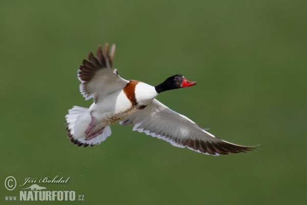 Brandgans (Tadorna tadorna)