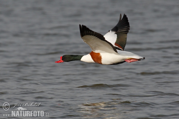 Brandgans (Tadorna tadorna)