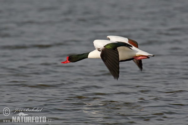 Brandgans (Tadorna tadorna)