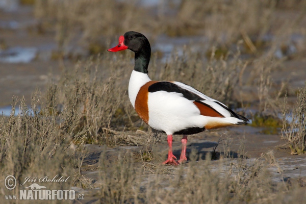 Brandgans (Tadorna tadorna)