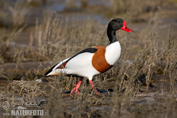 Brandgans (Tadorna tadorna)