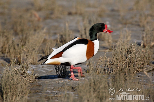 Brandgans (Tadorna tadorna)