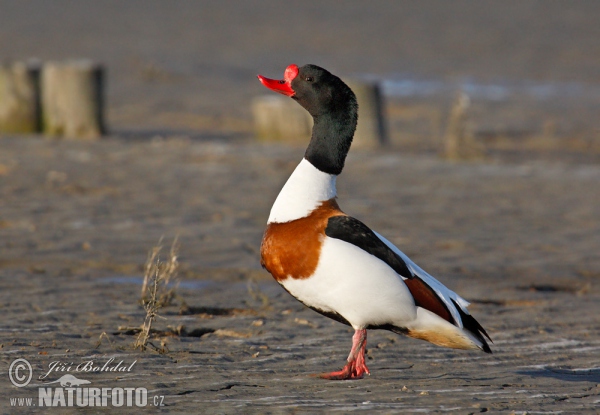 Brandgans (Tadorna tadorna)