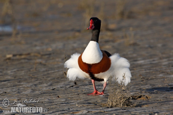 Brandgans (Tadorna tadorna)