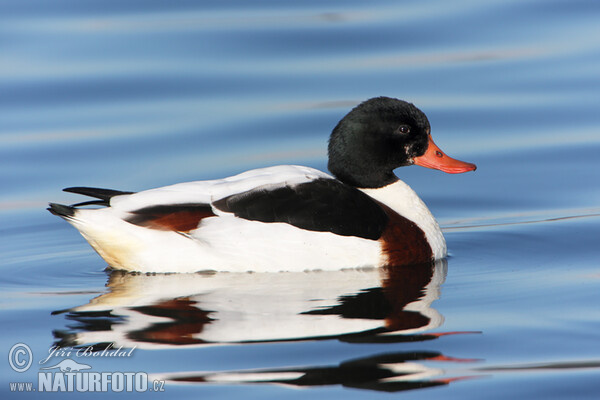 Brandgans (Tadorna tadorna)