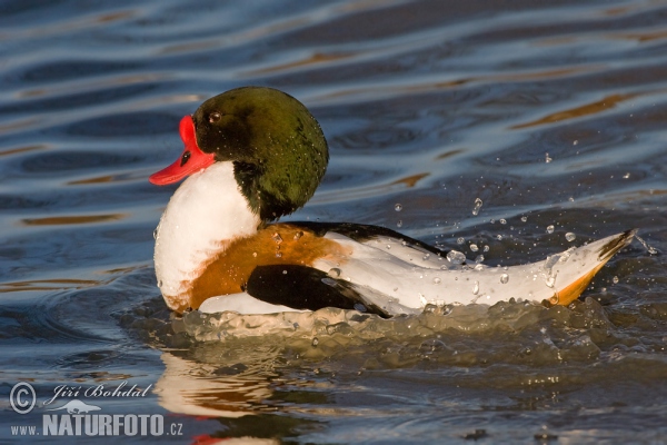 Brandgans (Tadorna tadorna)