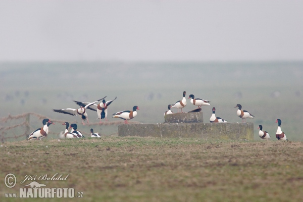 Brandgans (Tadorna tadorna)