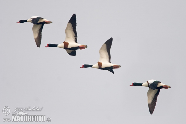 Brandgans (Tadorna tadorna)