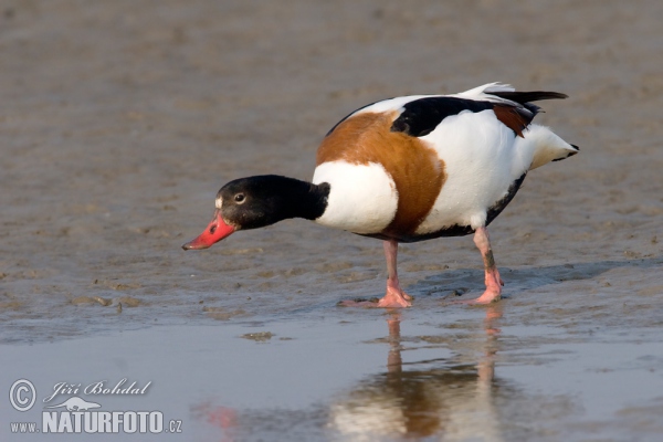 Brandgans (Tadorna tadorna)