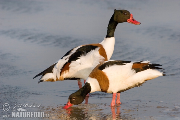 Brandgans (Tadorna tadorna)