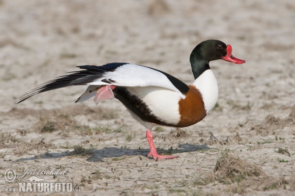 Brandgans (Tadorna tadorna)