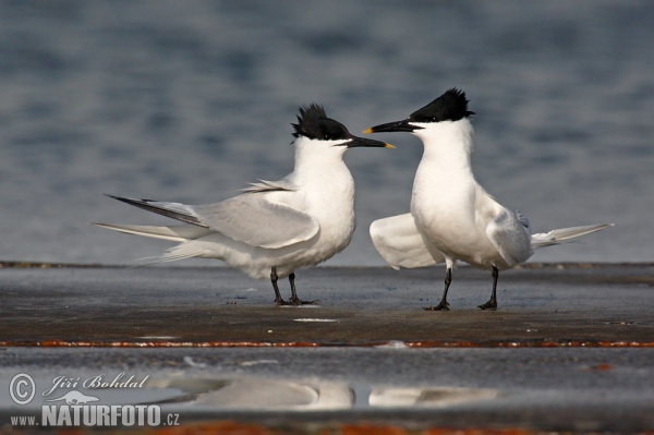 Brandseeschwalbe (Thalasseus sandvicensis)