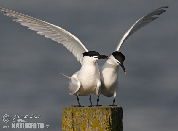 Brandseeschwalbe (Thalasseus sandvicensis)