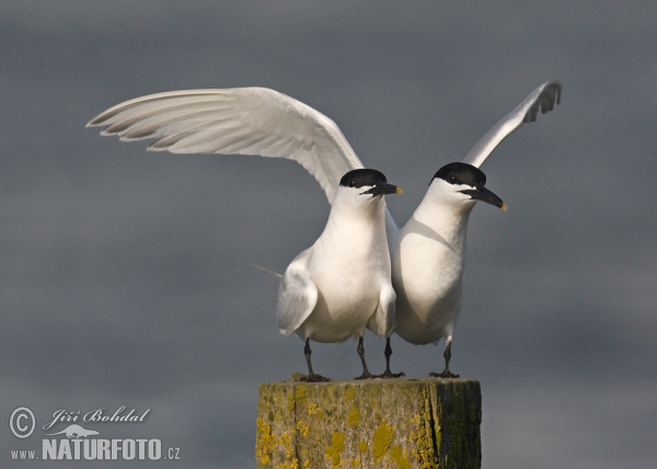 Brandseeschwalbe (Thalasseus sandvicensis)