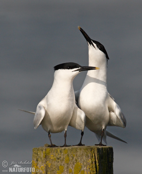 Brandseeschwalbe (Thalasseus sandvicensis)