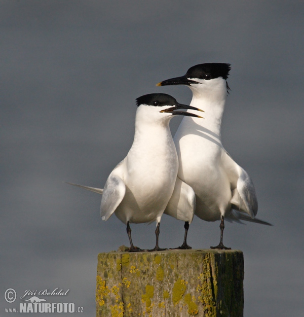 Brandseeschwalbe (Thalasseus sandvicensis)