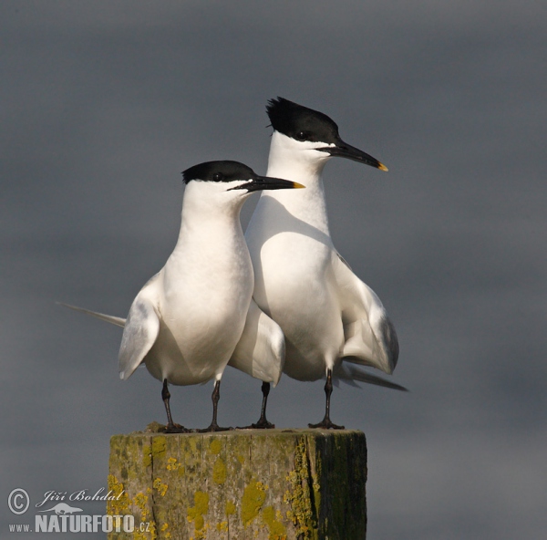 Brandseeschwalbe (Thalasseus sandvicensis)