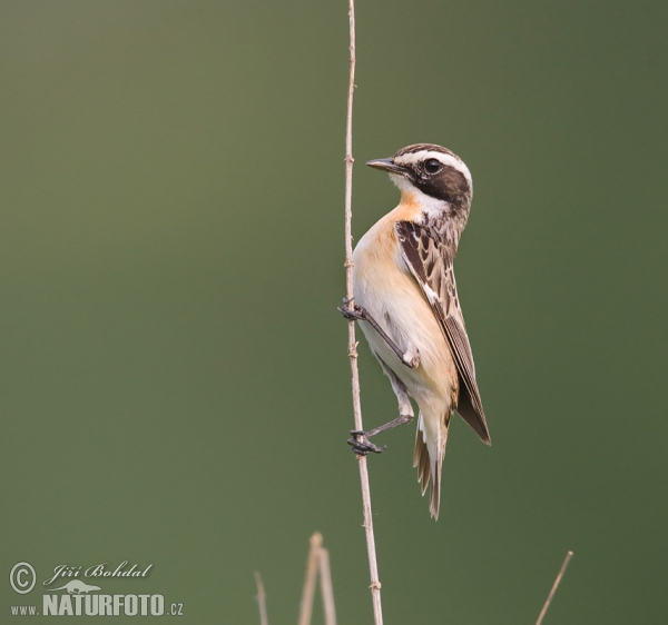 Braunkehlchen (Saxicola rubetra)