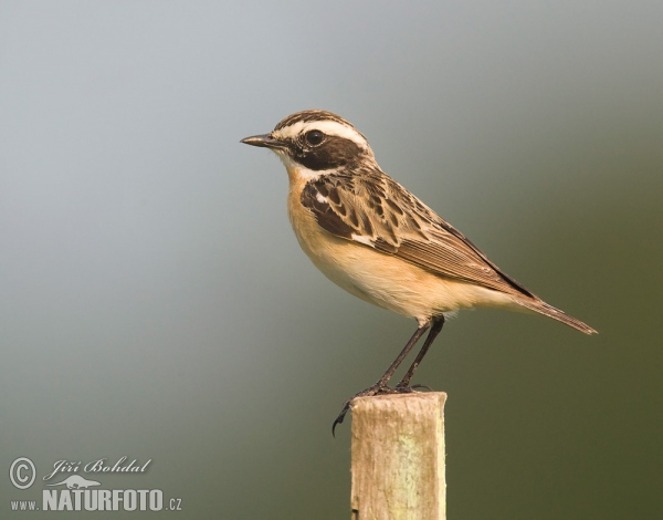 Braunkehlchen (Saxicola rubetra)