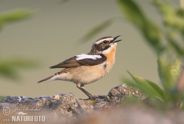 Braunkehlchen (Saxicola rubetra)