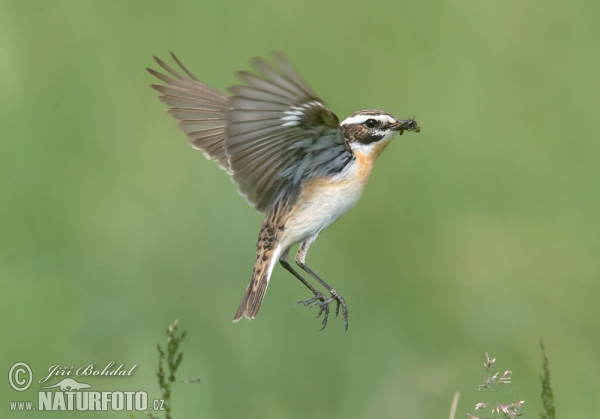 Braunkehlchen (Saxicola rubetra)