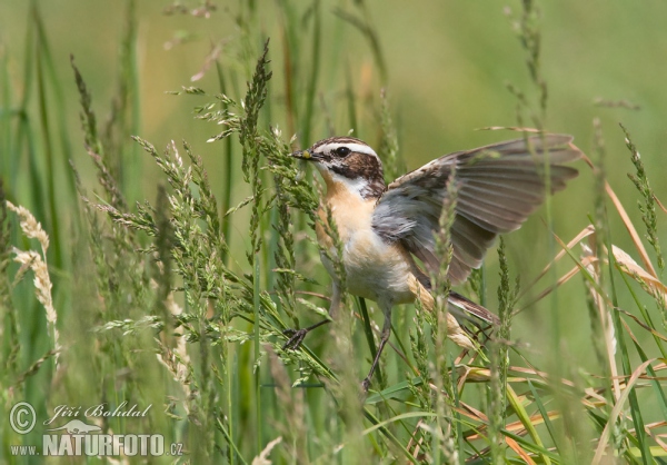 Braunkehlchen (Saxicola rubetra)