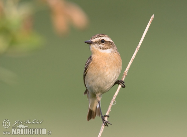 Braunkehlchen (Saxicola rubetra)