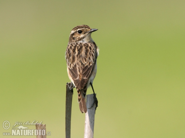 Braunkehlchen (Saxicola rubetra)