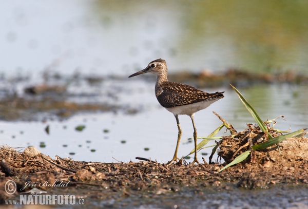 Bruchwasserläufer (Tringa glareola)