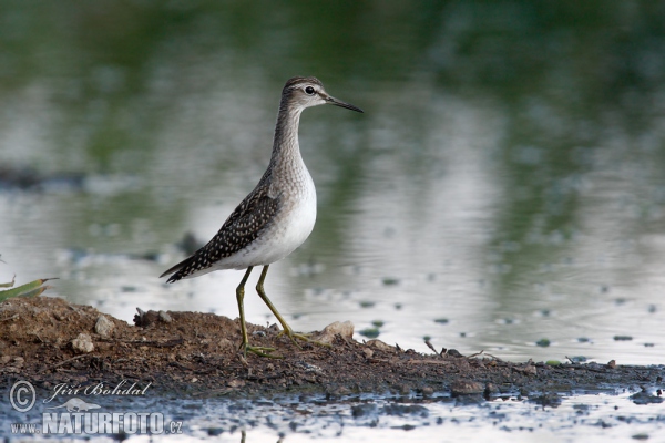 Bruchwasserläufer (Tringa glareola)