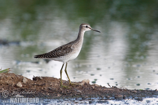 Bruchwasserläufer (Tringa glareola)