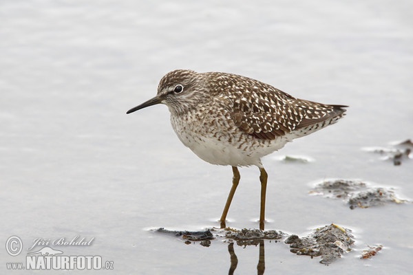 Bruchwasserläufer (Tringa glareola)