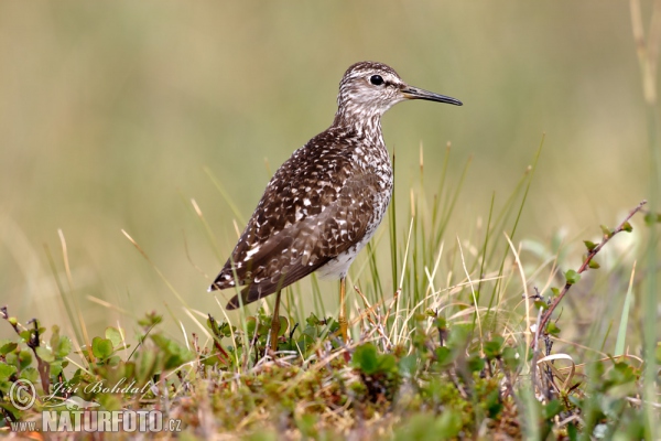 Bruchwasserläufer (Tringa glareola)