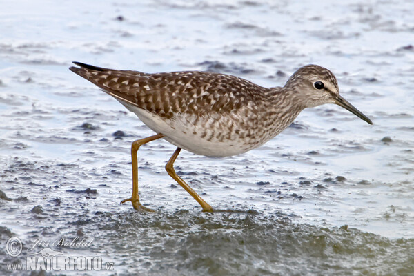 Bruchwasserläufer (Tringa glareola)