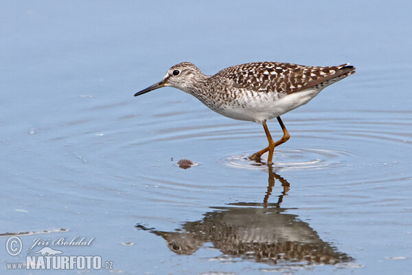 Bruchwasserläufer (Tringa glareola)