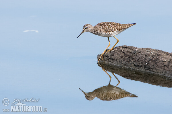 Bruchwasserläufer (Tringa glareola)